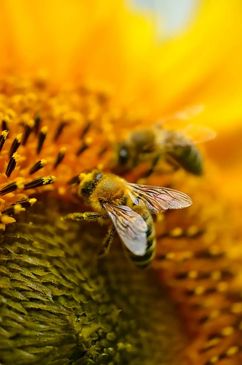 Honey Bee — Pest Control