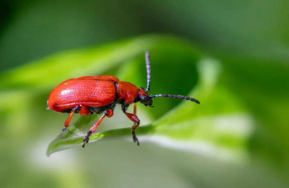 Lily Leaf Beetle — Pest Control