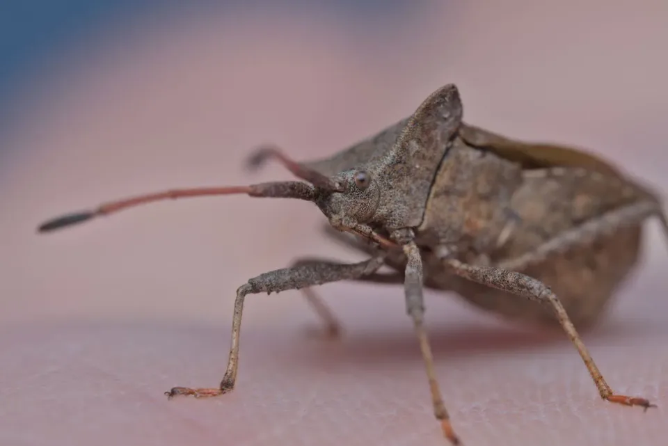 Stink Bug — Pest Control